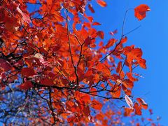 -北京西山国家森林公园