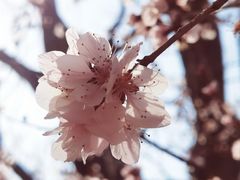 -桃花堤公园
