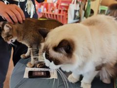 -喵屿·大理花园猫咖