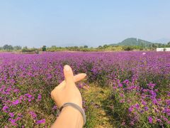 -北京东方普罗旺斯薰衣草庄园