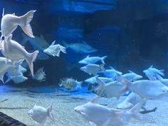 -成都浩海立方海洋公园