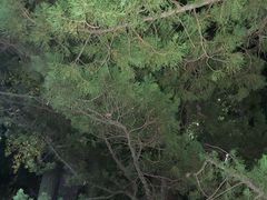 -嘉定紫藤园