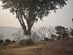 -铁山坪森林公园