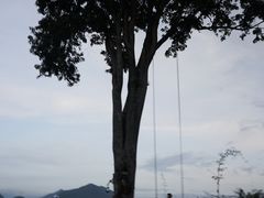 -大树秋千