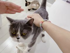 -喵的天空名猫咖啡馆·撸猫·猫舍·用品