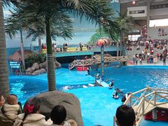 -海合安成都极地海洋公园