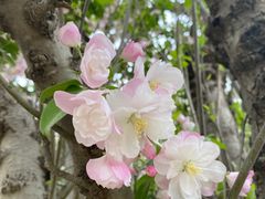 -海棠花溪(元大都城垣遗址公园)