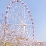 春天的正确打开方式-一起来看场樱花雨吧🌸