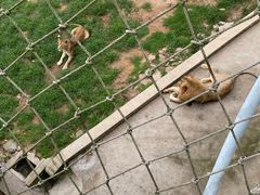 -西霞口神雕山野生动物世界