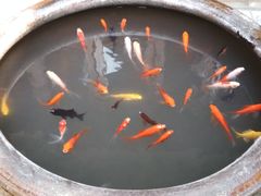 -金鸡山公园