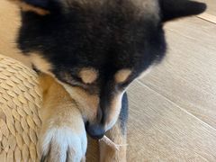 -南京Hallo宠物乐园·哈罗犬舍·柴犬繁育基地