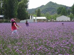 -北京东方普罗旺斯薰衣草庄园
