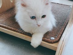 -飞行喵MR PILOT|猫舍·猫咖(静安大融城店)