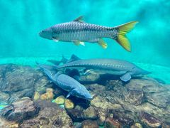 -太平洋海底世界