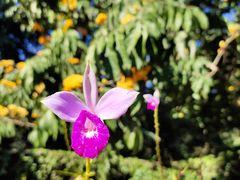 -中国科学院西双版纳热带植物园
