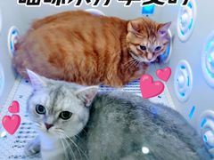 -爱洗澡的猫(望京店)