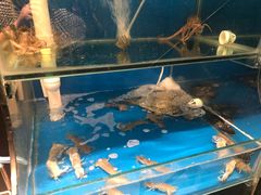 -臻鲜燕海鲜融合餐厅(金陵style店)
