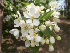 -长白岛森林公园