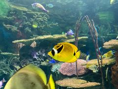 -瑞普利水族馆