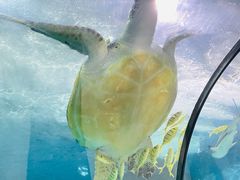 -苏州海洋馆