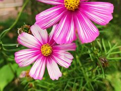 -天适樱花悠乐园