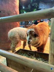 -Zoolung Zoolung动物主题公园(海信广场店)