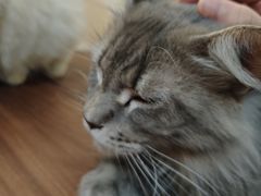 -楼上猫咖(罗湖店)