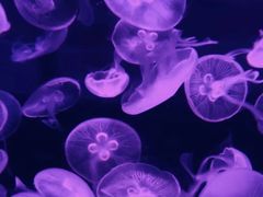 -欢乐海岸海洋奇梦馆