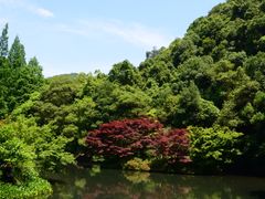 -龙井村