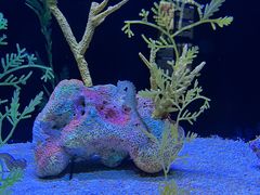 -上海海洋水族馆