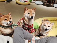 -逗柴咖啡屋·狗咖猫咖宠物桌游