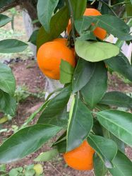 点击看大图 -前小桔亲子创意农场·草莓采摘·露营烧烤