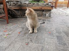 -喵屿·大理花园猫咖