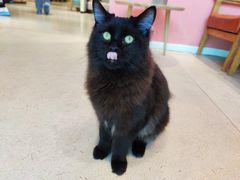 -藏猫猫咖啡主题馆(中央大道店)