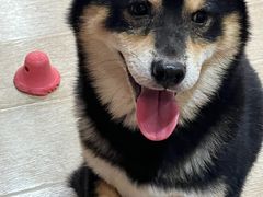 -南京Hallo宠物乐园·哈罗犬舍·柴犬繁育基地