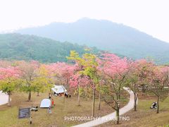 -风云岭森林公园