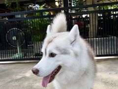 -TrueLove @ Neverland (Husky Cafe)