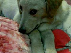 -21cake廿一客蛋糕