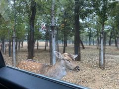 -秦皇岛野生动物园