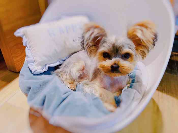 爱派宠物(珠江新城店)-"【项目】洗澡服务质量: 服务挺到位的,.