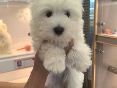 -翊宠yipet猫狗购宠庄园犬舍•猫舍