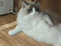 -MOCHA明星猫咖(田子坊店)