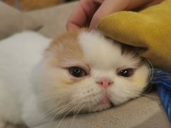 -啵啵喵·猫咖(攀华国际店)