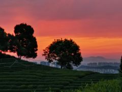 -龙坞茶村