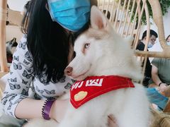 -Husky Go! 哈士奇体验馆·宠物咖啡厅狗咖