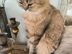 -共舞时光猫咖·狗咖(新街口店)