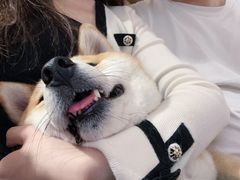 -是阿柴呀！柴犬咖啡·爱喵喵猫咖