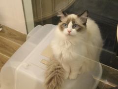 -猫大福·Fortune Cat猫舍(百子湾店)