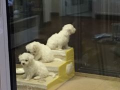-奈斯宠物医院·核磁CT·异宠专科·内镜(中南店)