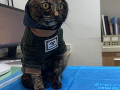 -艾贝尔宠物医院·24H转诊中心·肿瘤猫专科(江宁双龙店)